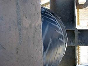 Worn grip system on conveyor pulley